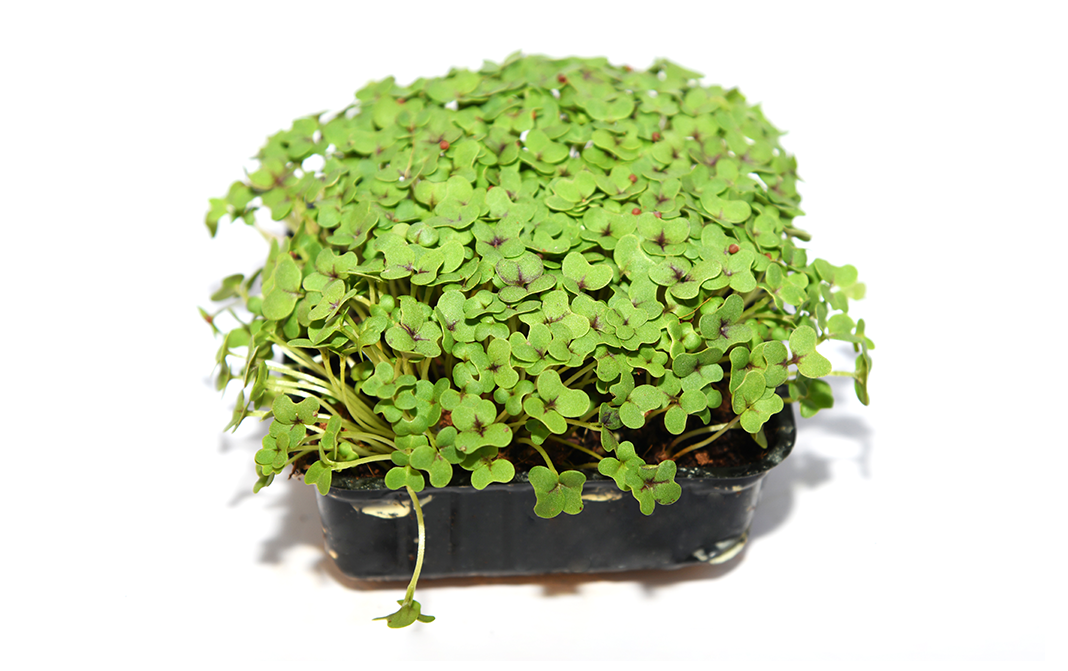 Simply Fresh Green Basil-MH    Box  1 pcs